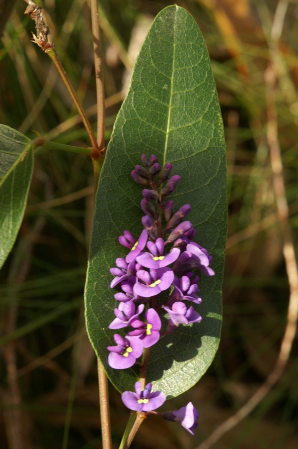 Hardenbergia violacea